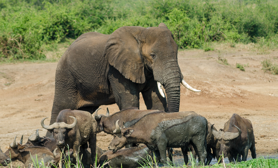 Rwanda Safari Cost
