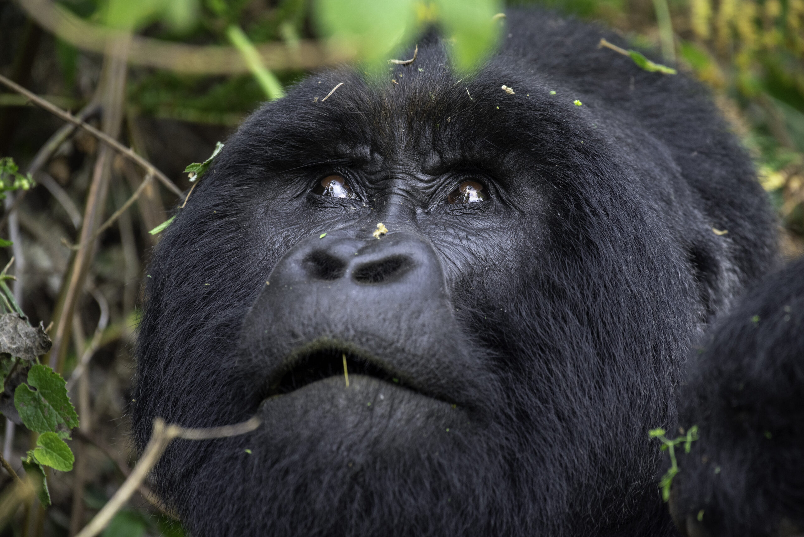 Gorilla trekking in Uganda with Rosamy Africa Safaris