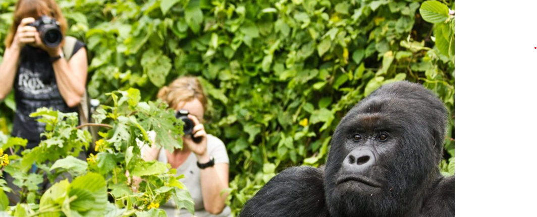 Gorilla Trekking Group Tours. bwindi impenetrable park
