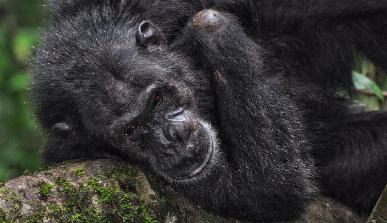 Elderly chimpanzee in forest