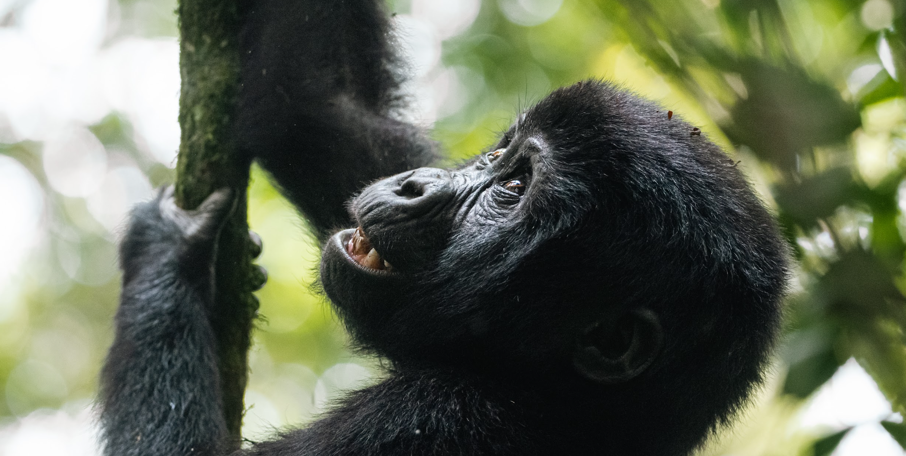 Gorilla climbing in forest