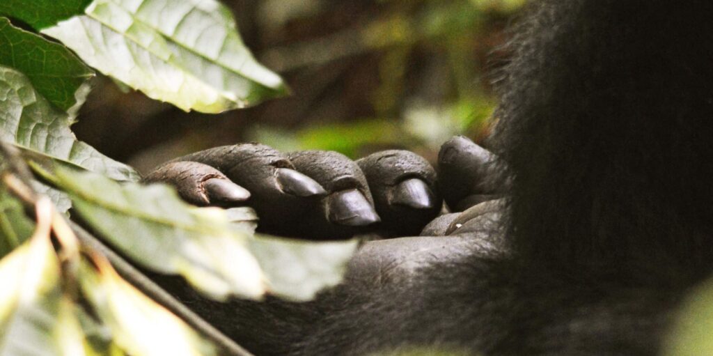 Rwanda Gorilla Trekking Permits