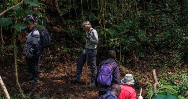 Tourists hiking on a gorilla trekking group tour in Uganda"