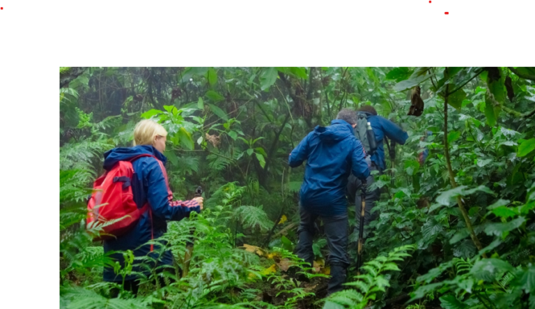 gorilla trekking group in bwindi impenetrable forest