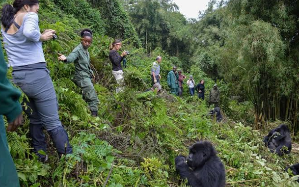 travelers on a gorilla trekking expedition