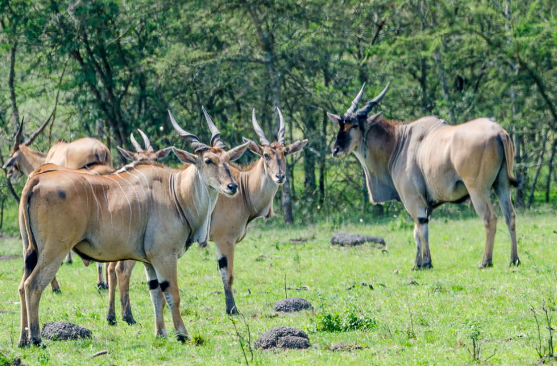 top national parks for group safari in uganda