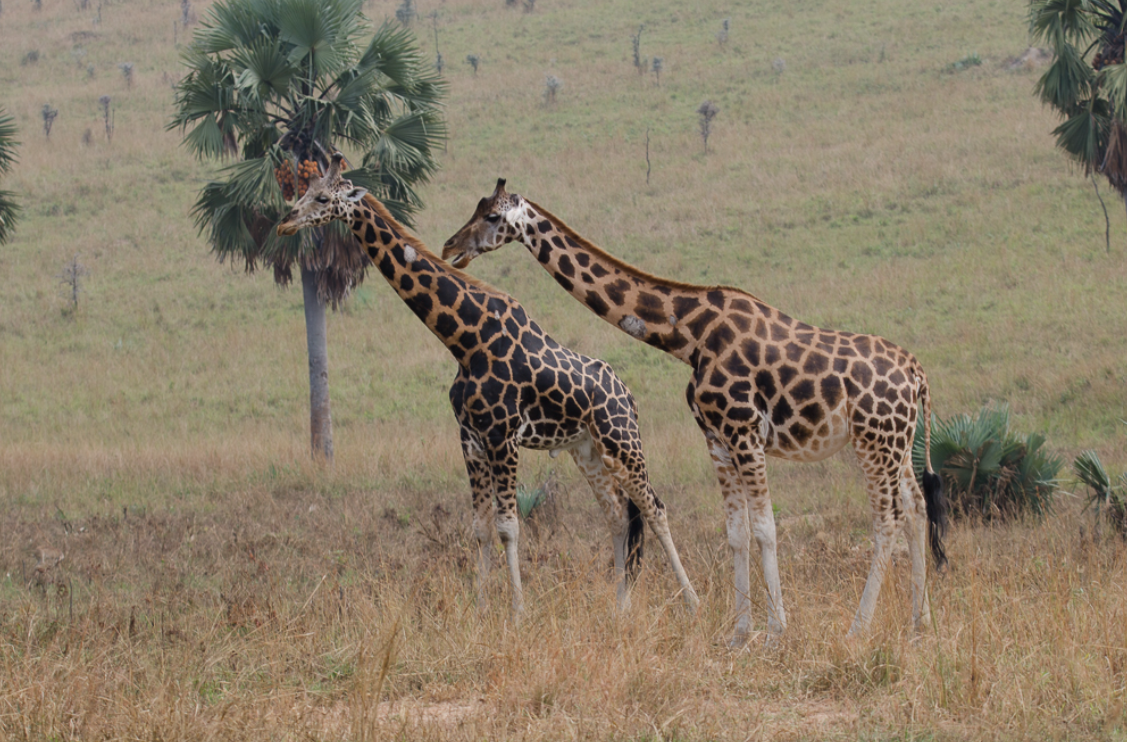 giraffes in  kidepo national park