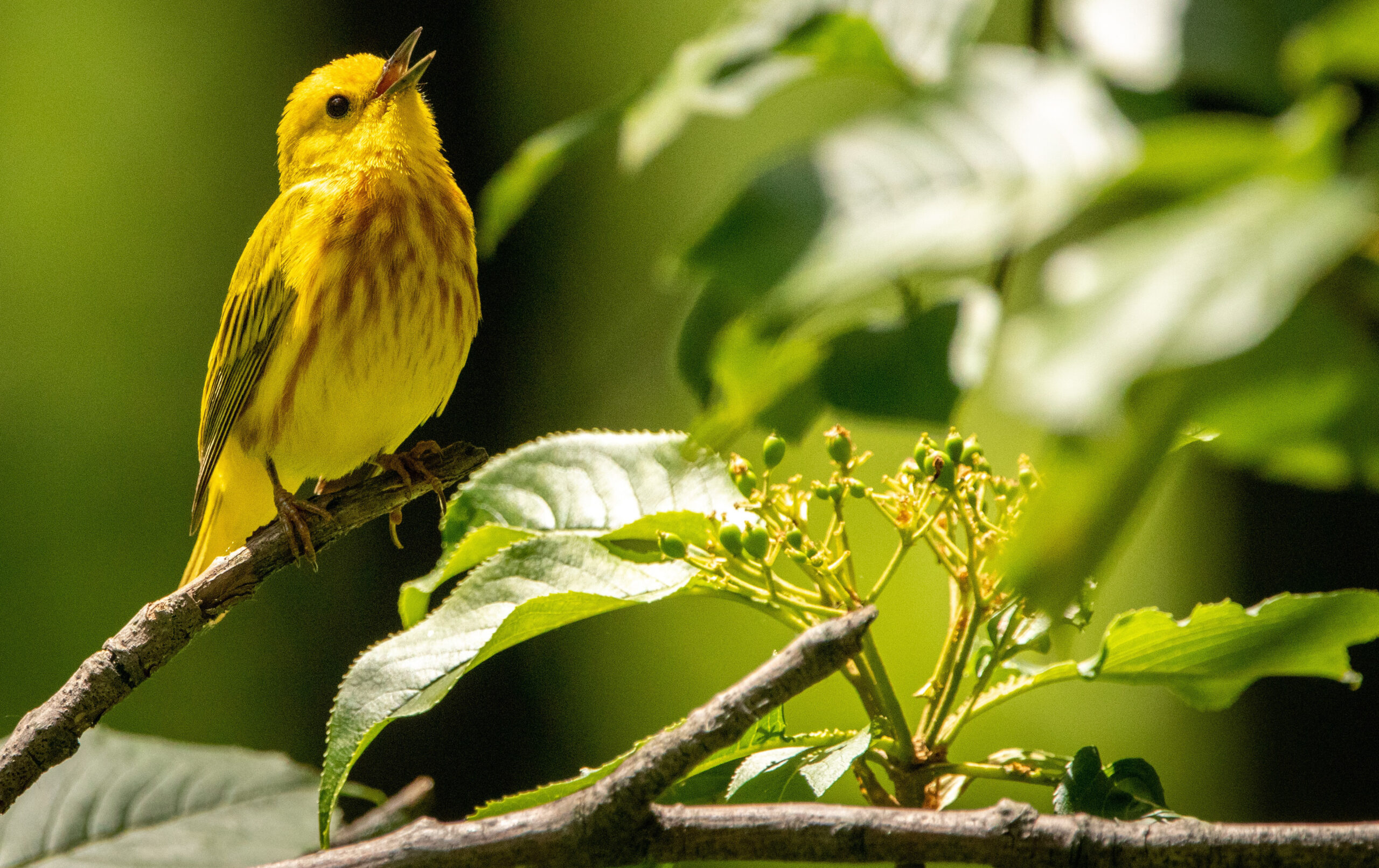 Birding in Rwanda