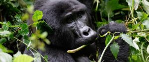 Volcanoes National Park Rwanda: Everything You Need to Know Before You Trek