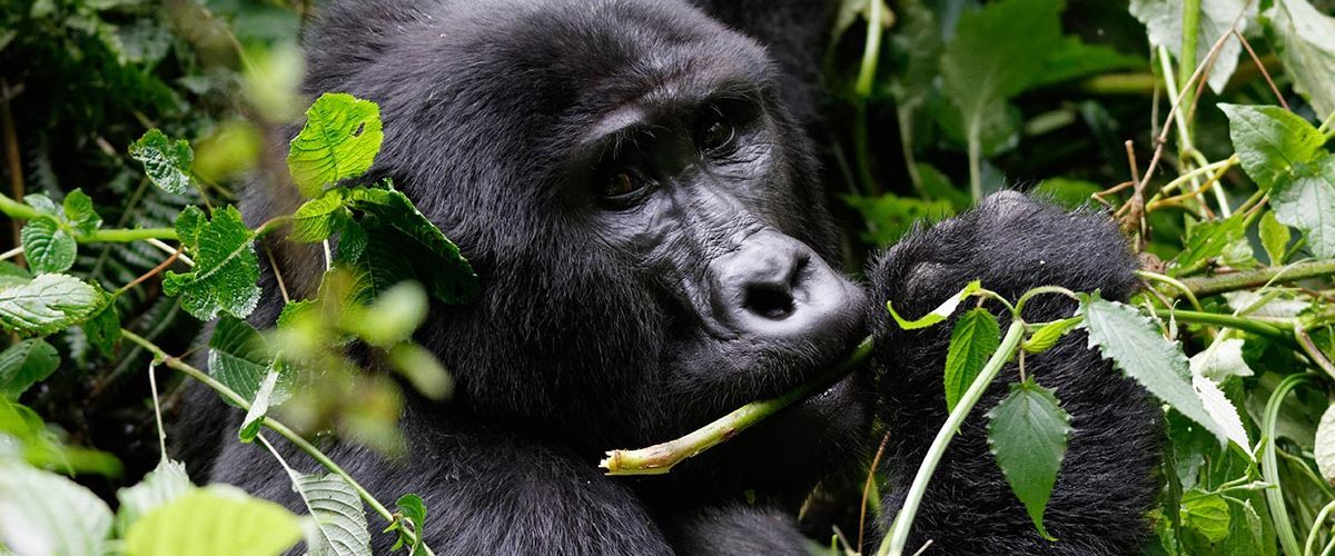Volcanoes National Park Rwanda: Everything You Need to Know Before You Trek