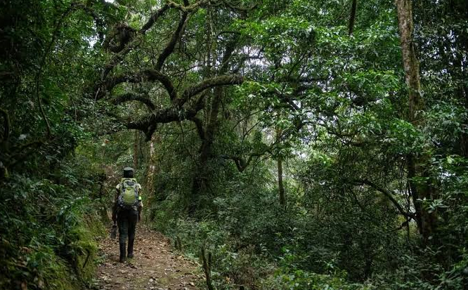 Kamiranzovu Wetland trail at Nyungwe Fores