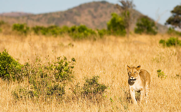a lion spotted in the plains of Murchison falls national park