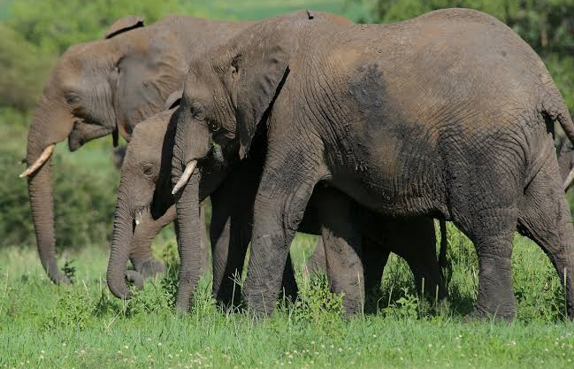 Elephant herd spotted on a 5 days northern Tanzania safari in Tarangire