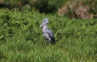 birds in lomami national park during best time especially morning