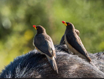 Colorful forest bird in Lomami National Park