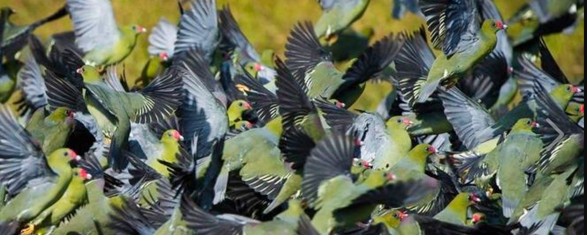 Colorful forest bird in Lomami National Park