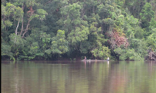 Endemic animals of Lomami National Park including a bonobo in the Congo rainforest