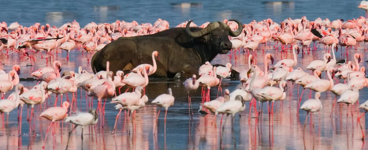 Flamingos at Lake Nakuru included in 4 days Kenya safari itinerary