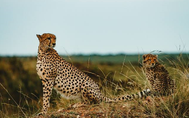 cheetah sighted during a game drive in kidepo national park
