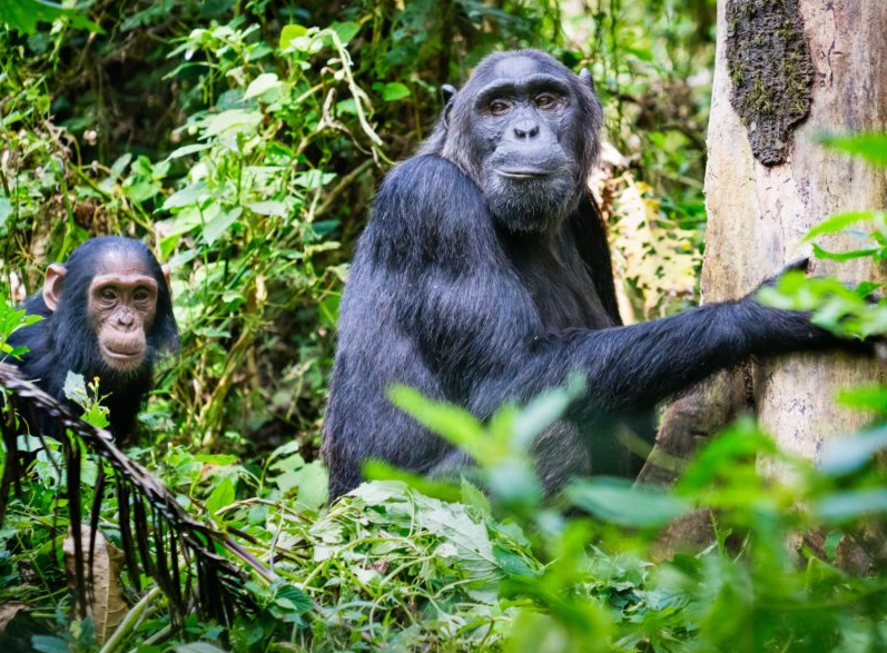 chimpanzees in nyungwe national park forest