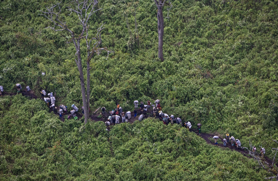 waiking through rainforest
