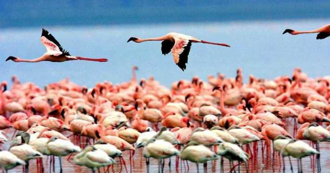 Flamingos at Lake Manyara on a northern Tanzania safari itinerary