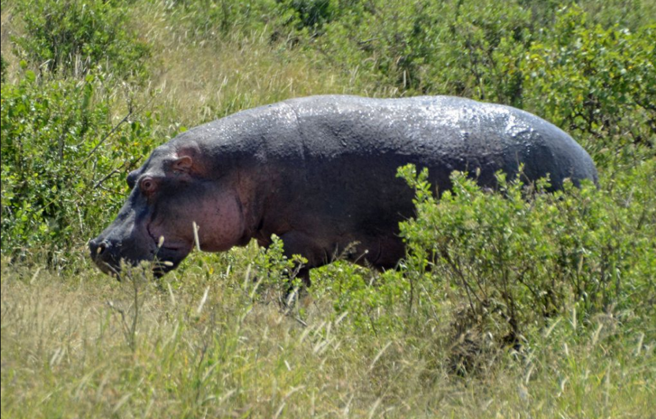 Forest wildlife in Lomami National Park Congo