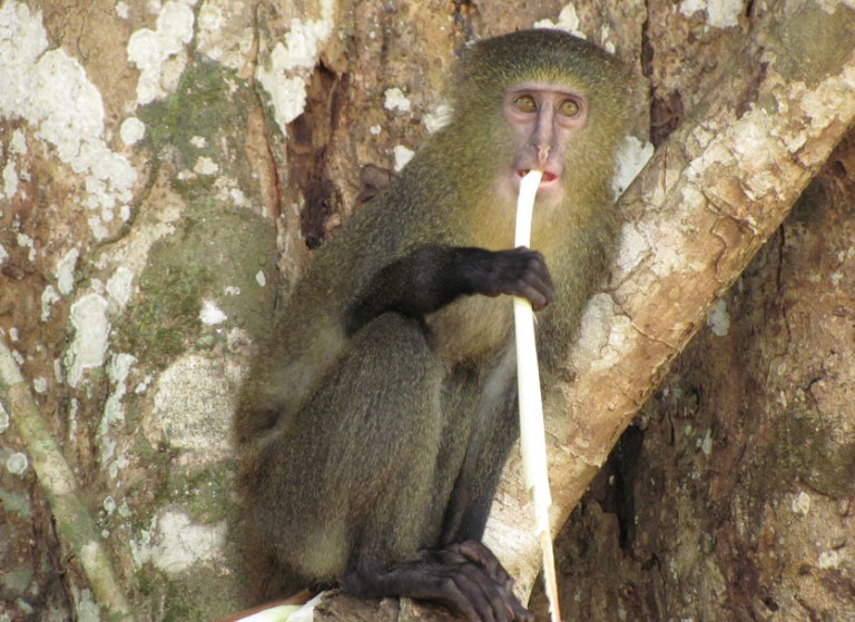 lesula monkey in lomami national park