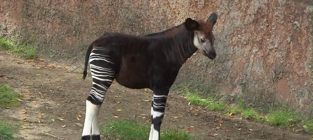 wildlife in lomami national park