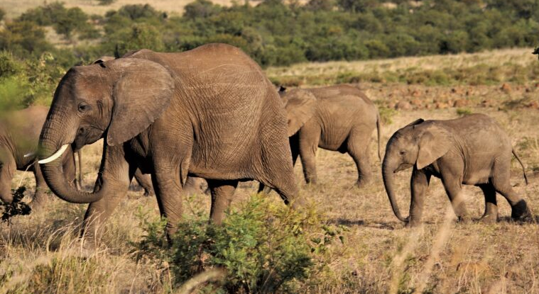 Forest exploration in Lomami National Park during a Lomami National Park Travel Guide safari