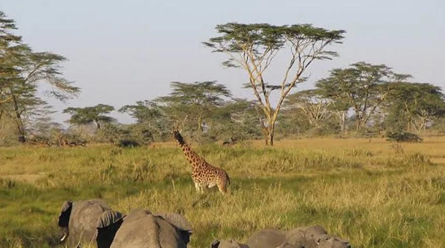 wildlife conservation in lomami national park