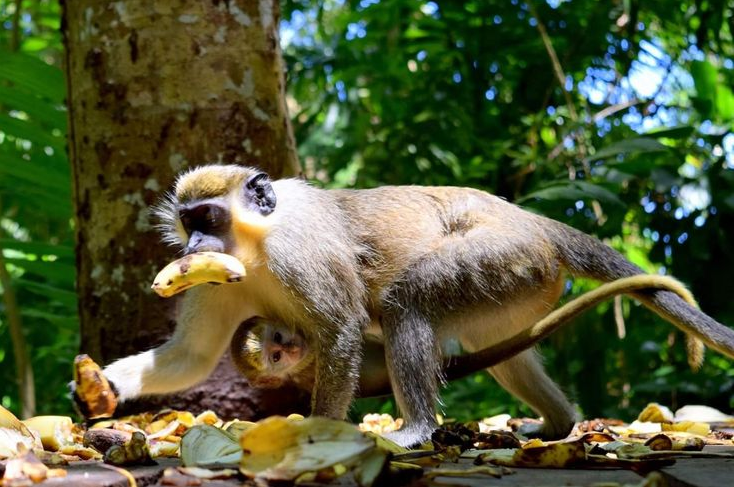 lomami national park travel guide