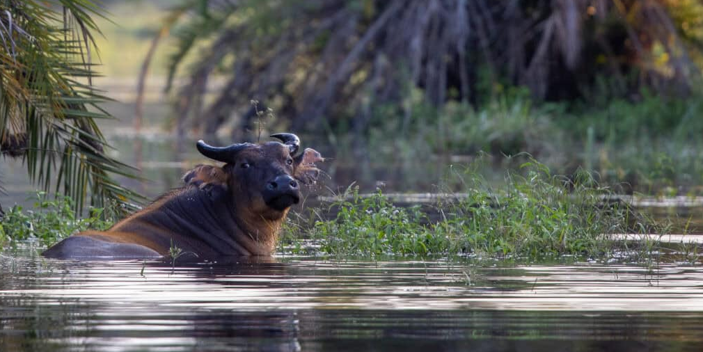 epidemic animals in lomami national park