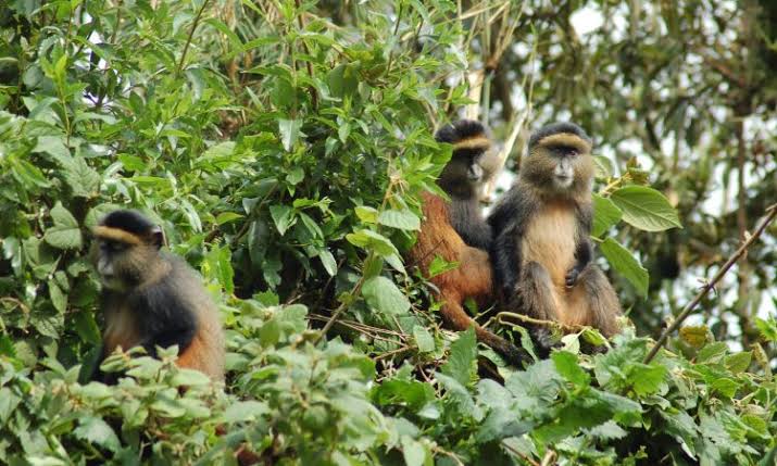 a family of golden monkeys spotted in mgahinga national park