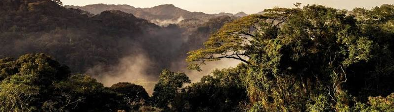 misty forests of Gishwati