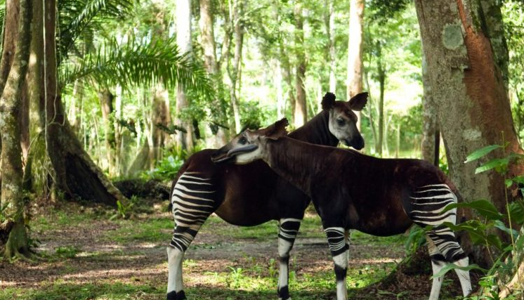 Okapi in Lomami National Park in the Democratic Republic of Congo