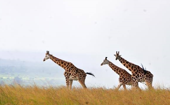 rothchilds giraffe spotted in murchison falls 