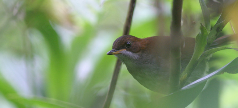 the rwenzori turaco