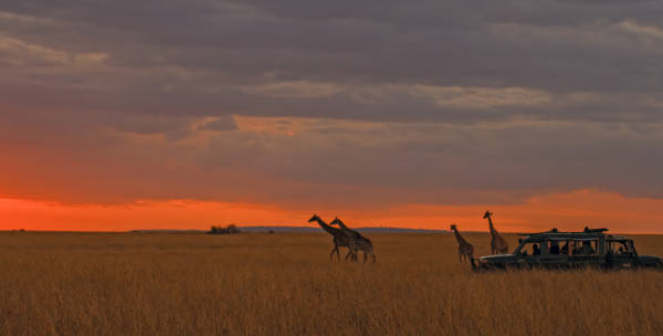 sunset game drive in the savannah