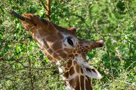 a giraffe spotted in samburu kenya