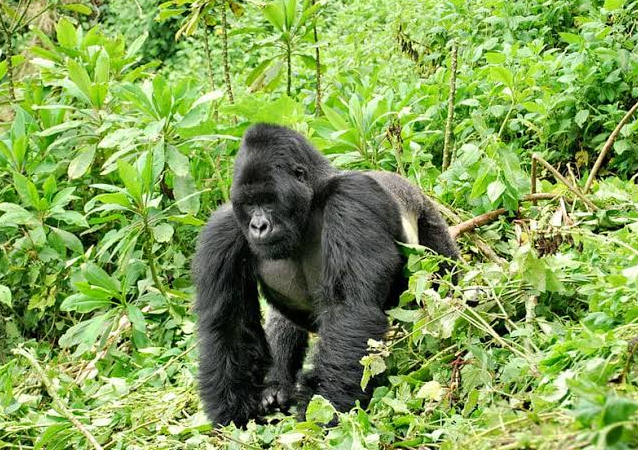 Eastern Congo Primate Expeditions - Lowland Gorilla Trekking in Kahuzi-Biega