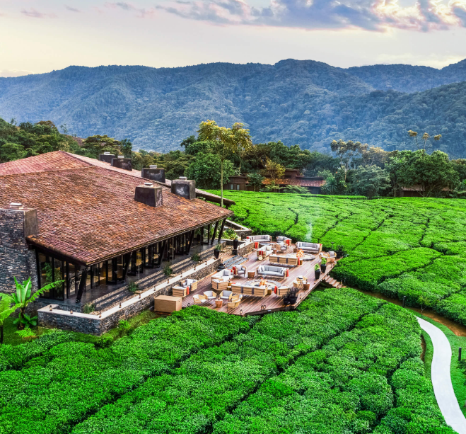 scenic tea fields sourounded nyungwe lodges in rwanda