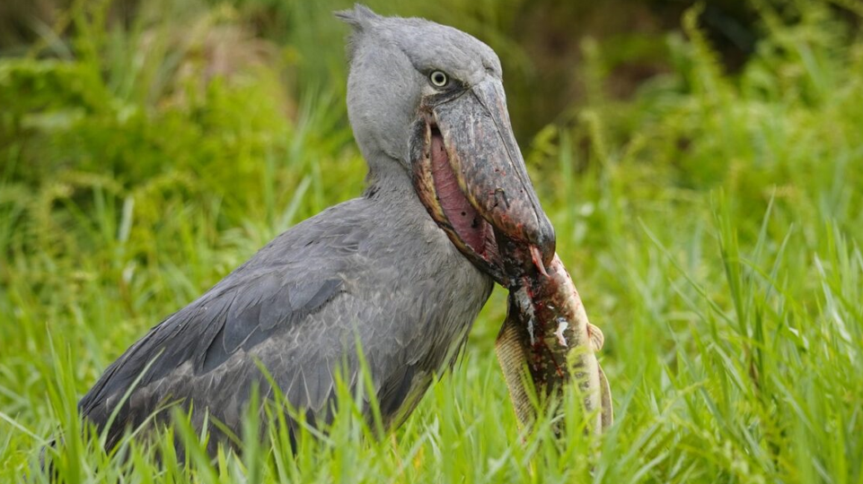 shoe bill sighted in nyungwe national