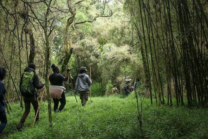 a trekking group spotted entering the bamboo forest in mgahinga