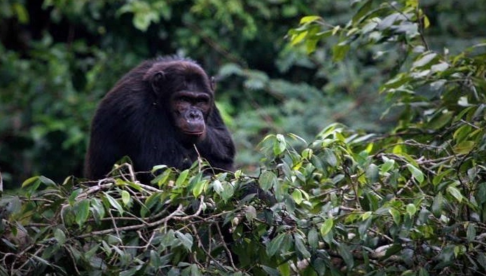 Best Lodges in Gishwati-Mukura National Park Rwanda
