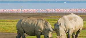 white rhinos spotted grazing near lake nakuru