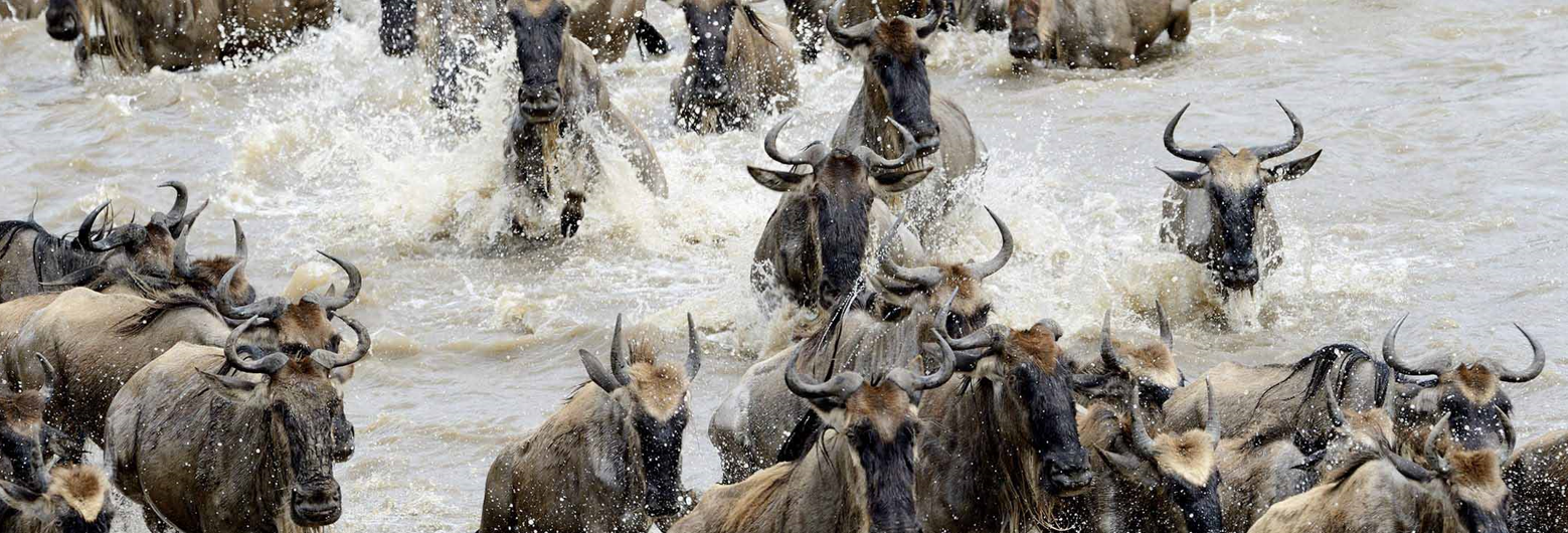wildebeest-crossing-the-masai-mara-river