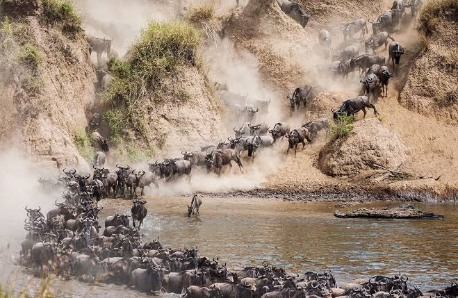 Mara River crossing while exploring Serengeti Great Migration in Tanzania