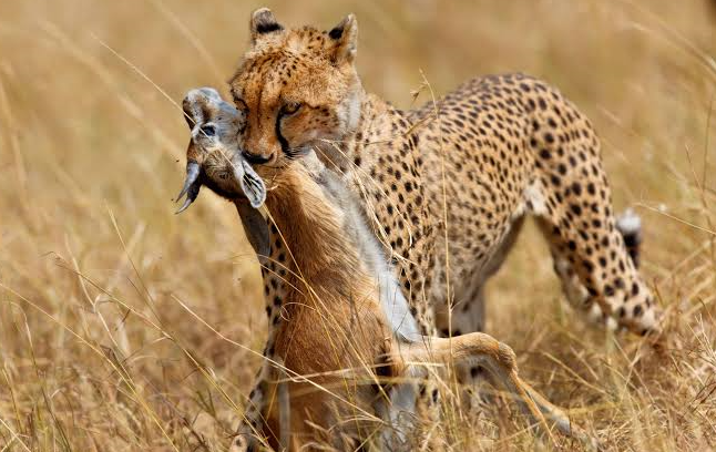 animal life in Uganda wildlife