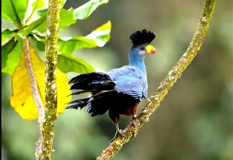 Birding safari in Lomami National Park